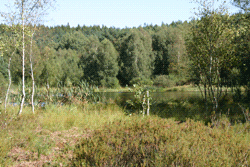 Diebelsee Moor Diebelsee